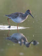 Common Redshank