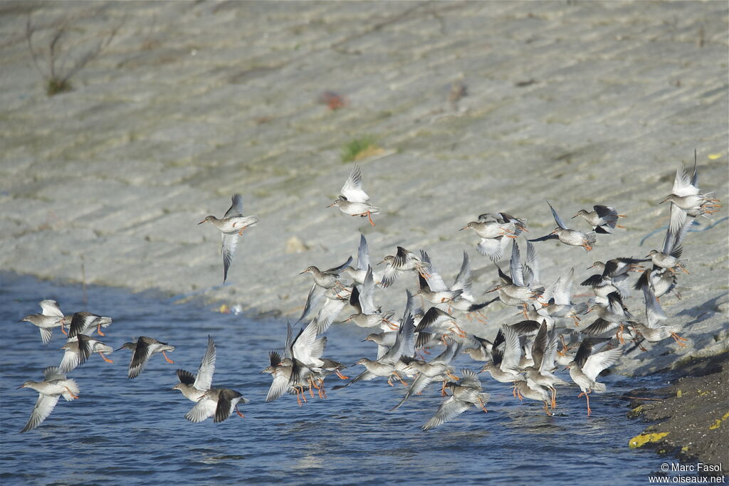 Common Redshank, identification