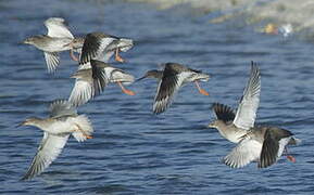 Common Redshank