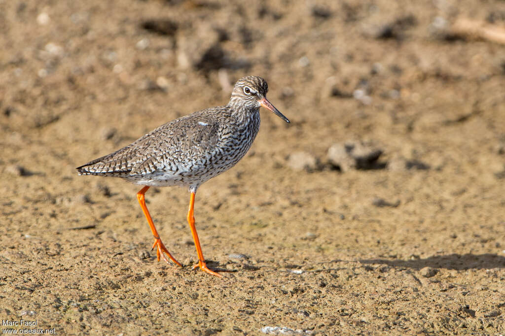 Common Redshankadult, walking