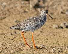 Common Redshank