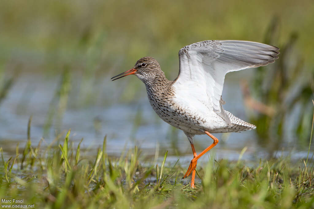 Common Redshankadult breeding, identification, song