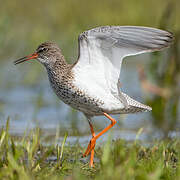 Common Redshank