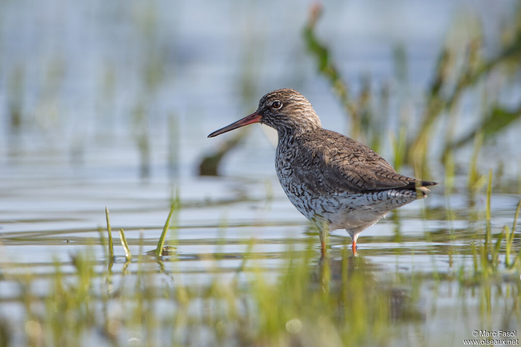 Common Redshankadult breeding, walking