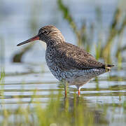 Common Redshank