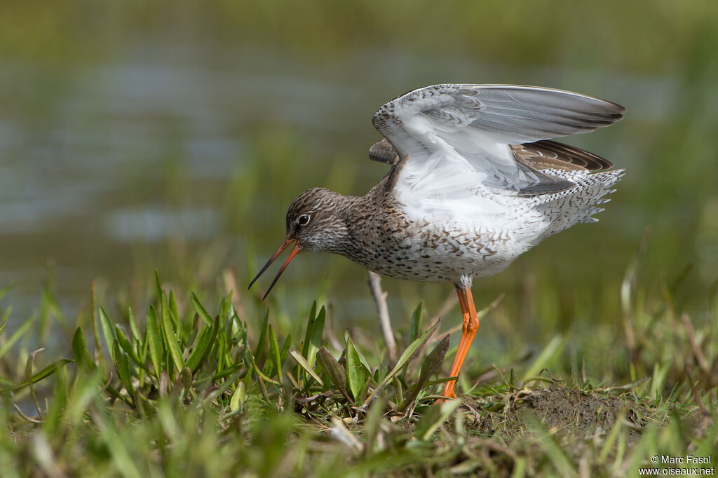 Common Redshankadult breeding, identification, courting display