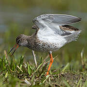 Common Redshank