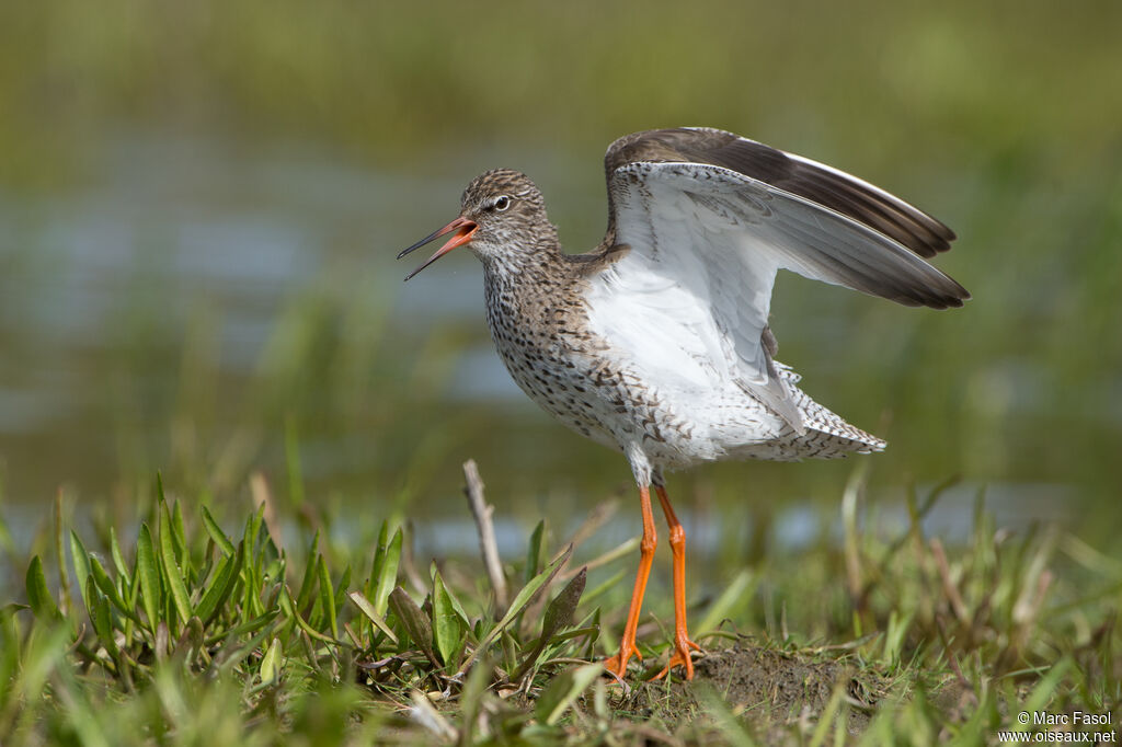 Common Redshankadult breeding, identification, courting display