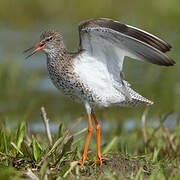 Common Redshank