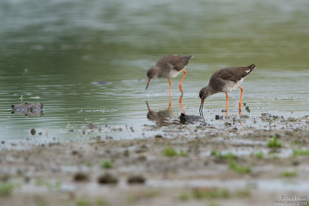 Common Redshankadult, fishing/hunting