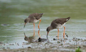 Common Redshank