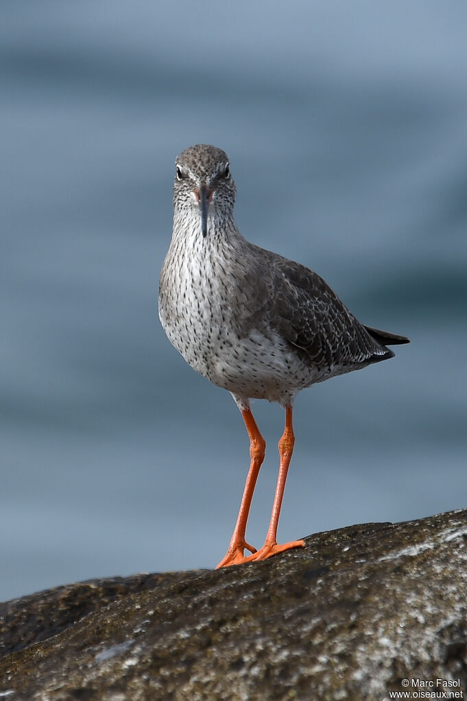 Common Redshankadult, identification