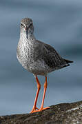 Common Redshank