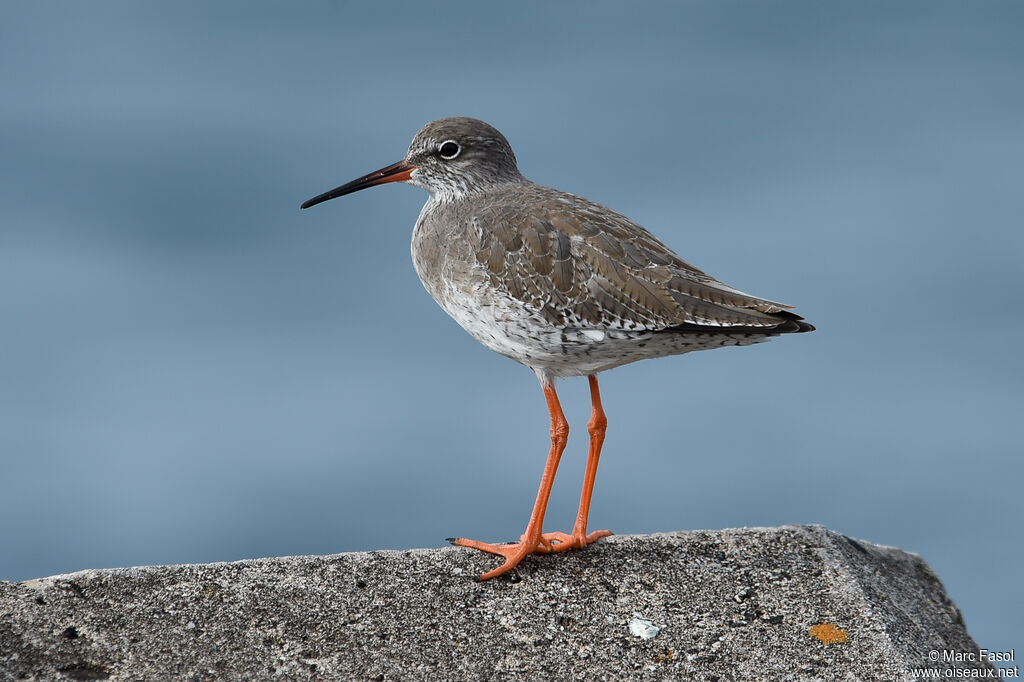 Chevalier gambetteadulte, identification