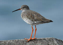 Common Redshank