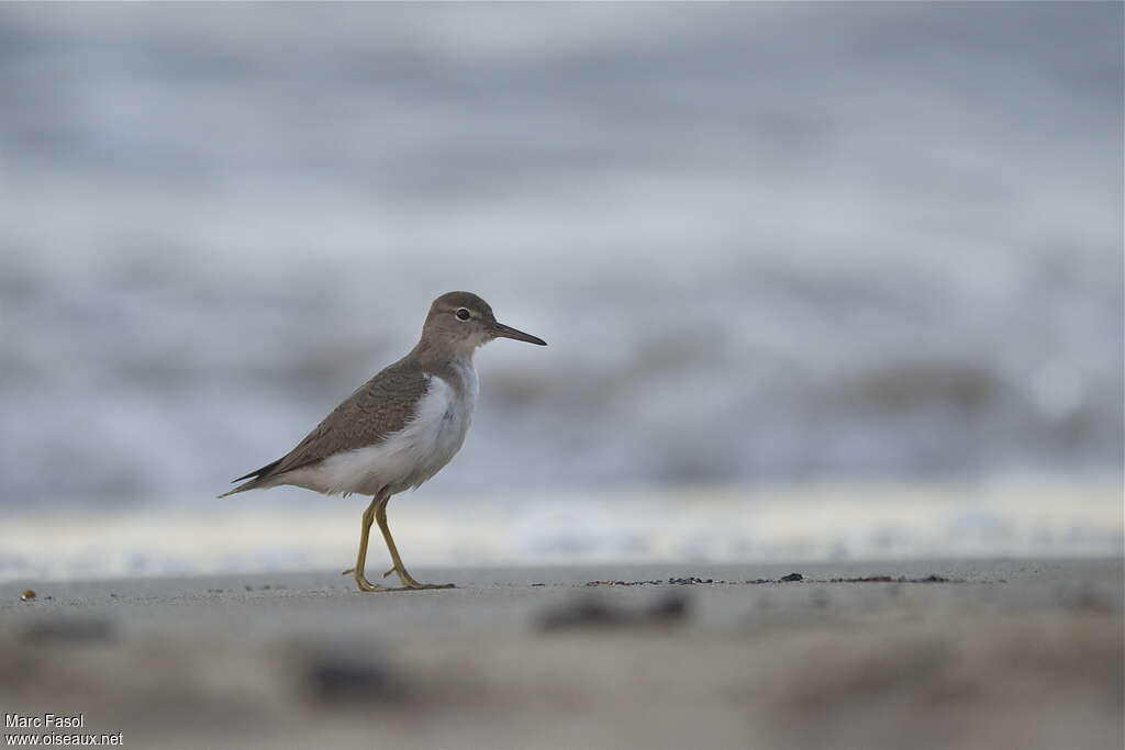 Spotted Sandpiperadult post breeding, identification