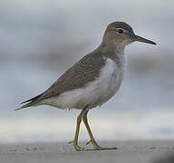 Spotted Sandpiper