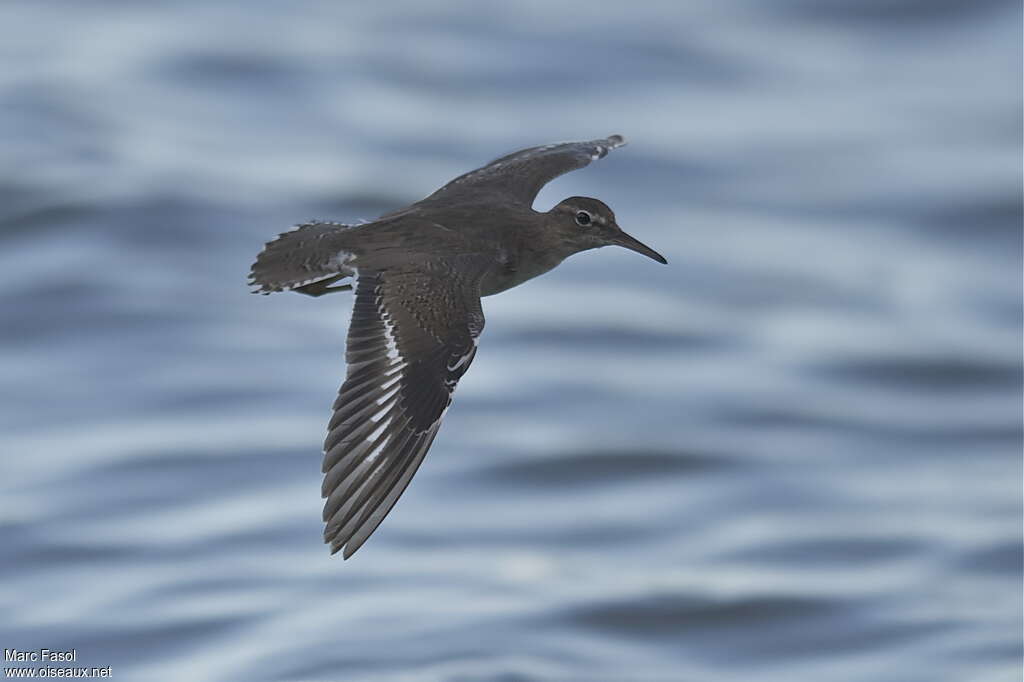 Spotted Sandpiperadult post breeding, Flight