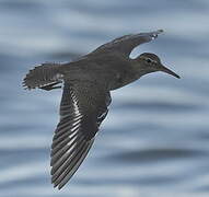 Spotted Sandpiper