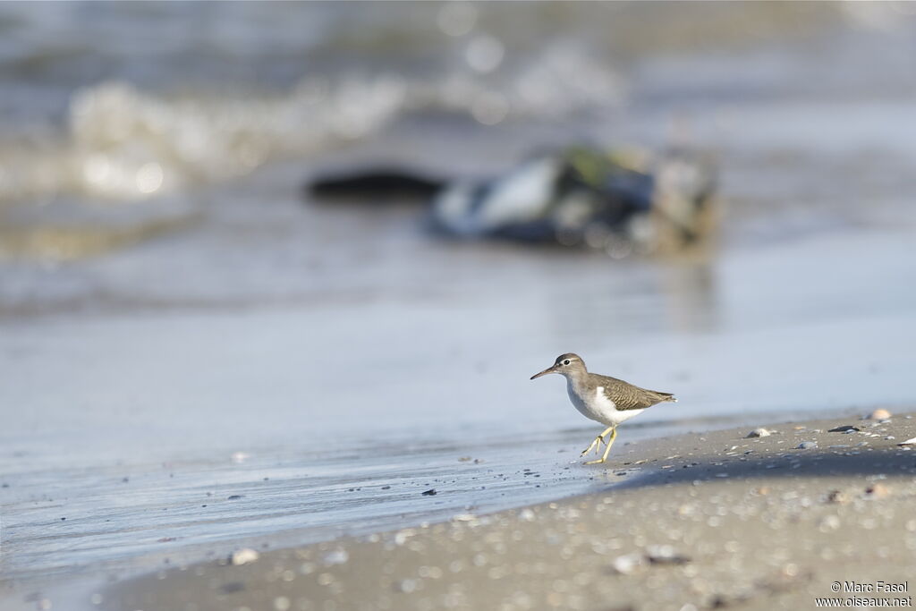 Spotted Sandpiperadult, identification, feeding habits