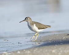 Spotted Sandpiper