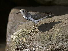 Spotted Sandpiper