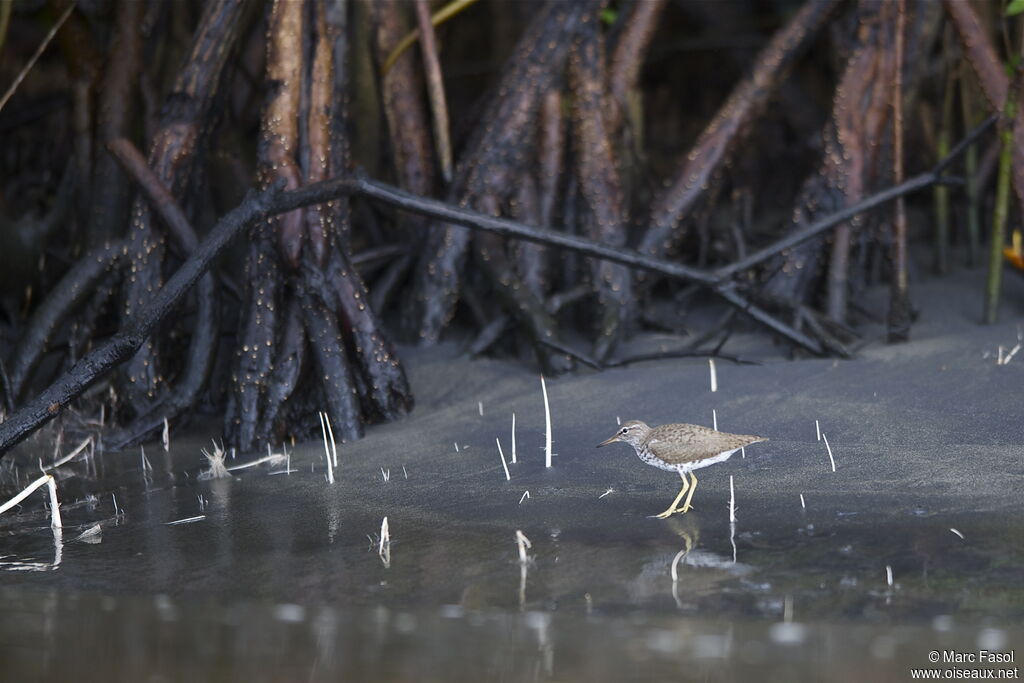 Spotted Sandpiperadult post breeding, identification