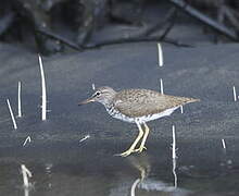 Spotted Sandpiper