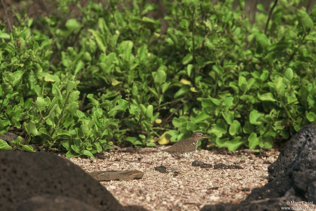 Spotted Sandpiperadult breeding, identification