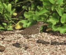 Spotted Sandpiper