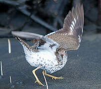 Spotted Sandpiper