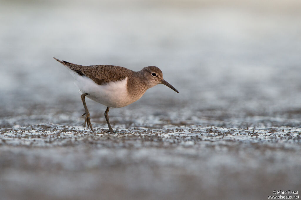 Common Sandpiperadult, fishing/hunting