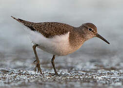 Common Sandpiper