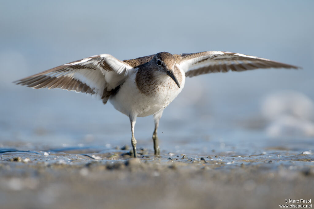 Common Sandpiper, identification