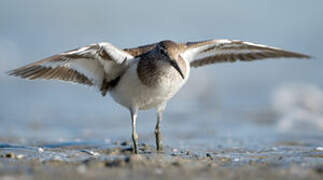 Common Sandpiper