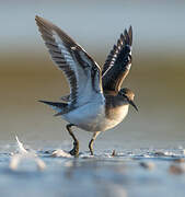 Common Sandpiper