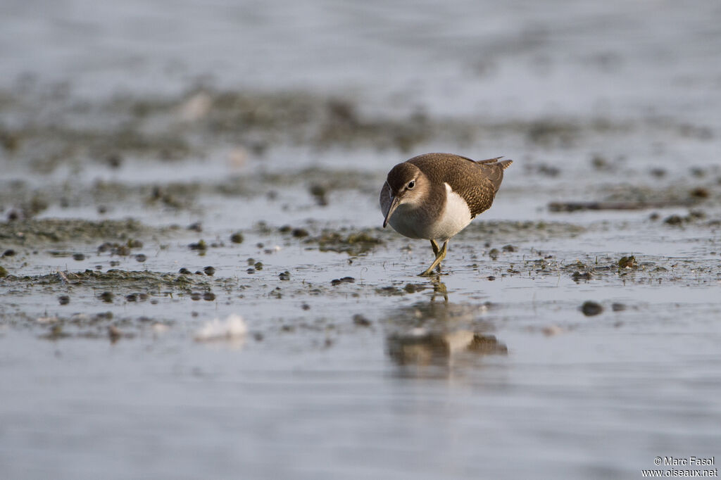 Chevalier guignetteimmature, identification, marche, pêche/chasse