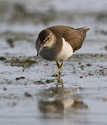 Common Sandpiper