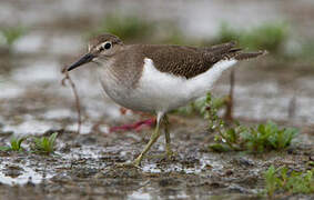 Common Sandpiper