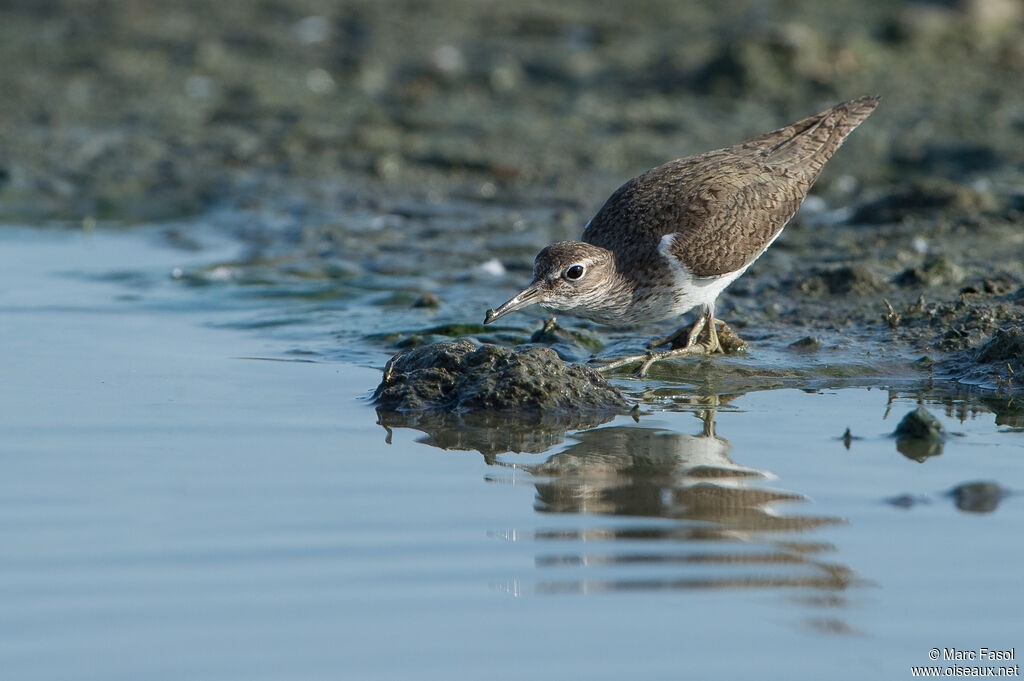 Common Sandpiperadult breeding, identification