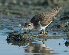 Common Sandpiper