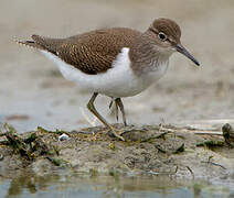 Common Sandpiper