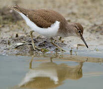 Common Sandpiper