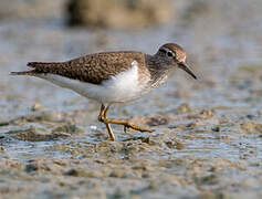 Common Sandpiper