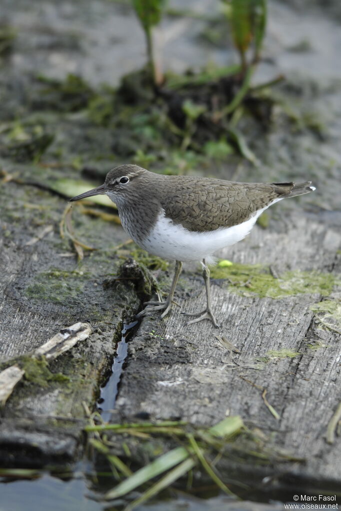 Common Sandpiperadult, identification