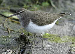 Common Sandpiper