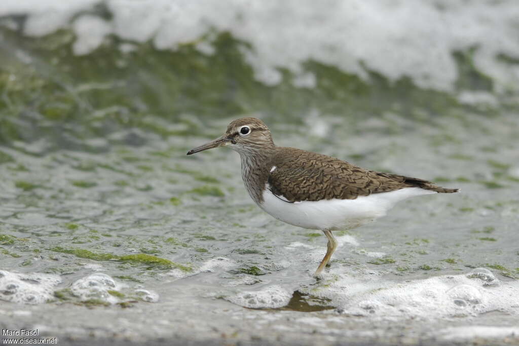 Chevalier guignetteadulte nuptial, identification