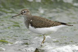 Common Sandpiper