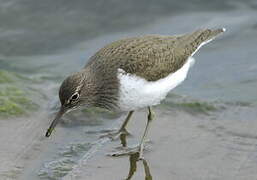 Common Sandpiper