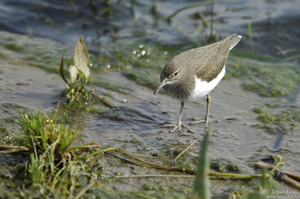 Common Sandpiper